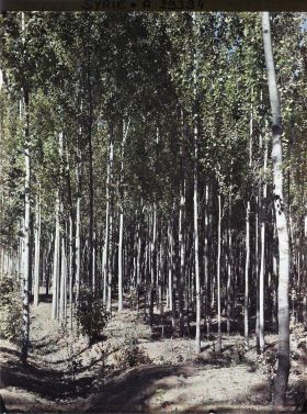 Image représentant Des peupliers