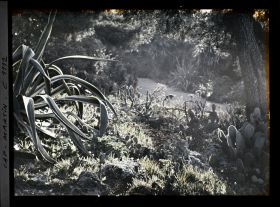 Image représentant le Jardin