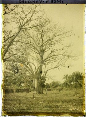 Image représentant Un baobab