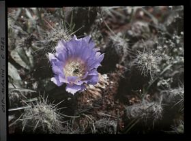 Image représentant Fleur violette de cactus épanouie
