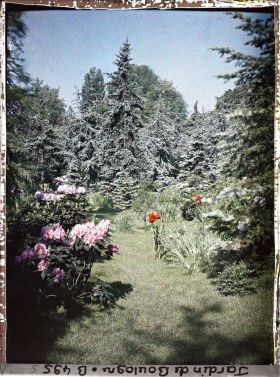 Image représentant Parterres d'azalées fleuries au pied des confières de la forêt bleue