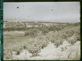 Image représentant Vue sur une plantation de vignes et d'oliviers
