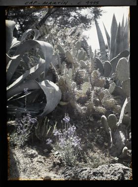 Image représentant Ensemble de plantes dont agaves et opuntias