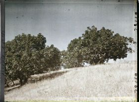 Image représentant Plantation de figuiers