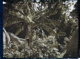 Image représentant Végétation (palmiers, bananiers) dans la montagne