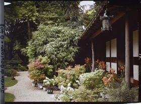 Image représentant Lys, hortensias paniculés et érables en pots, devant la maison est du " village japonais "