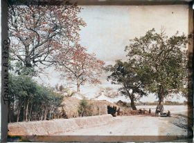 Image représentant Des kapokiers en fleurs aux abords d'un village, le long de la route