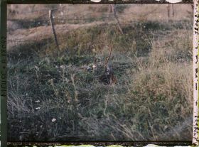 Image représentant France, Thiaumont, Tranchée de Thiaumont les fusils sortant de terre avaient été attachés par des étoffes tricolores