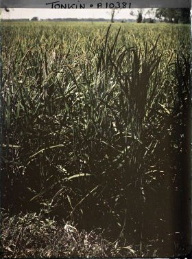 Image représentant Du riz sur pied, peu avant la moisson