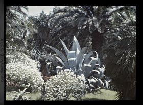 Image représentant Agave, aloès et massif fleuri sur fond de palmiers et yuccas