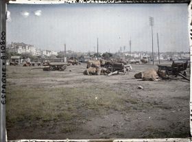 Image représentant Espagne, La Corogne, Les attelages de Bœufs des Docks du Port de la Corogne