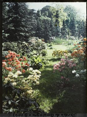 Image représentant Azalées dans la forêt bleue, à l'arrière-plan le marais