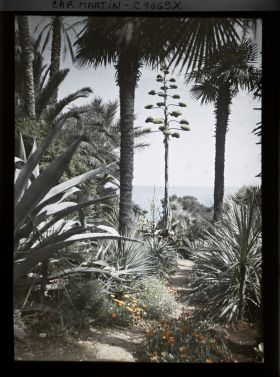 Image représentant Palmier au bord d'une allée, encadrant une perspective du jardin vers la mer