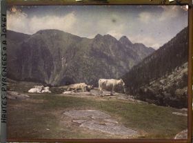 Image représentant Troupeau