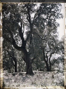 Image représentant La forêt de chênes
