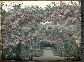 Image représentant Axe central du verger-roseraie vu depuis le second carrefour avant la dépendance