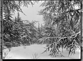 Image représentant La forêt bleue sous la neige
