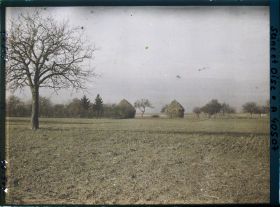 Image représentant France, Les Clayes, Champ de blé et à gauche, pommier