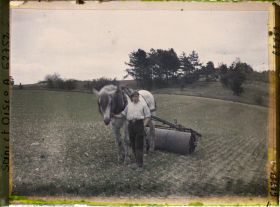 Image représentant Ile de France, Vallangoujard, Cultivateur passant le rouleau sur le blé en herbe