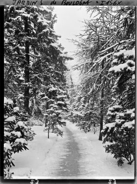 Image représentant Allée enneigée dans la forêt bleue