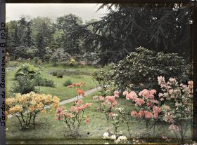 Image représentant Azalées près du marais