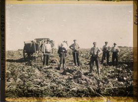 Image représentant Seine et Marne, Guermantes, Ouvriers agricoles arrachant les betteraves