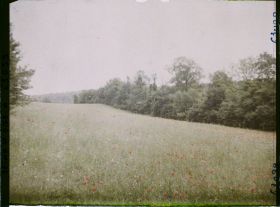 Image représentant Ile de France, Luzarches, Champ de blé en plaine