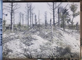 Image représentant France, Mauroy, Arbres déchiquetés par les Obus