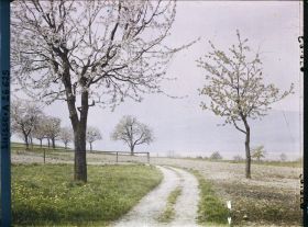 Image représentant Un chemin bordé de cerisiers en fleurs en direction du lac de Neuchâtel
