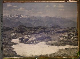 Image représentant France, Moutons au pâturage