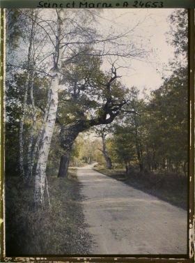 Image représentant Forêt