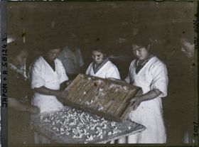 Image représentant Sélection des papillons pour la ponte