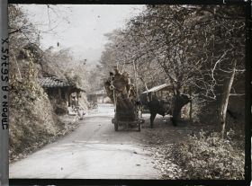 Image représentant Bœuf d'attelage dans le village