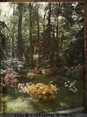 Image représentant Azalées dans la clairière près du marais et de la forêt bleue