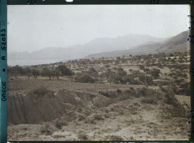 Image représentant Paysage d'oliviers