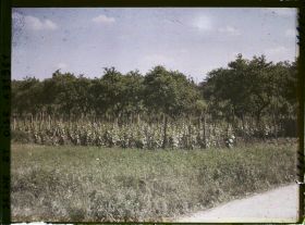 Image représentant France, Marly le Roi, Petit Champ de Vignes et pruniers