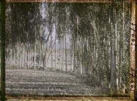 Image représentant Plantation de peupliers