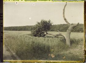 Image représentant Ile de France, Autriches, Arbre détruit par la foudre