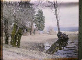 Image représentant Région d'Annecy, Vieux Saules près d'Annecy