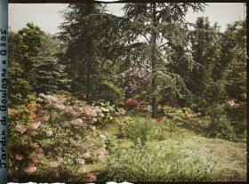 Image représentant Azalées et rhodos près de la forêt bleue et du marais