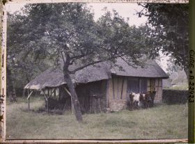 Image représentant Petite ferme et taureau