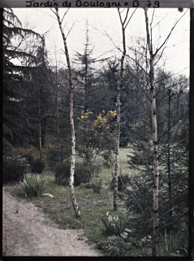 Image représentant Les bouleaux de la forêt dorée