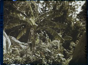Image représentant Végétation (palmiers, bananiers) dans la montagne