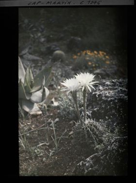Image représentant Un cactus en fleurs (blanches)