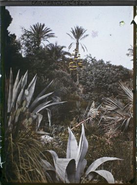 Image représentant Palmiers et hampe florale d'agave, dominant une scène de plantes exotiques diverses