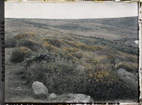 Image représentant Champ de fleurs