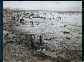 Image représentant Site palafittique préhistorique des Alpes, pieux en bois visibles lors de la baisse des eaux après la grande sécheresse de 1921