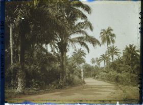 Image représentant La route allant de Porto Novo à Adjarra, bordée de culture de manioc et palmiers à huile