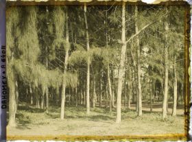 Image représentant Allée bordée de filaos