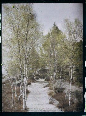 Image représentant France, Fontainebleau, Forêt de Fontainebleau